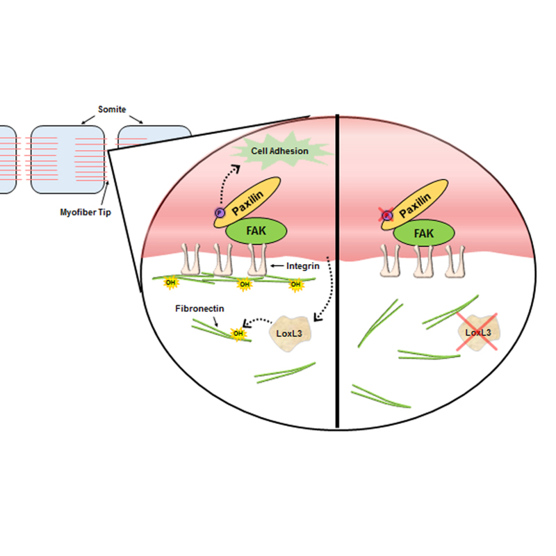 Myofiber Stretch and Integrin-Mediated Adhesion